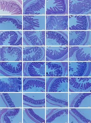 Lactobacillus rhamnosus LB1 Alleviates Enterotoxigenic Escherichia coli-Induced Adverse Effects in Piglets by Improving Host Immune Response and Anti-Oxidation Stress and Restoring Intestinal Integrity